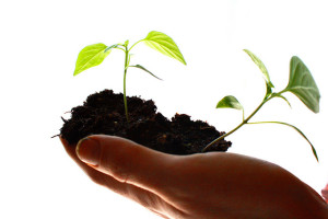 seedling in hands