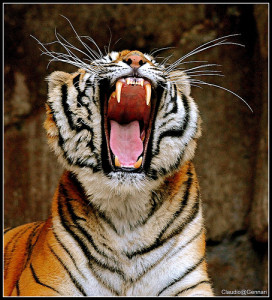 tiger threat